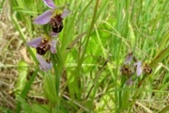Bee Orchid (Ophris apifera), Pickburn Leys.