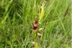 Fly Orchid (Ophrys insectifera), Maltby Common.