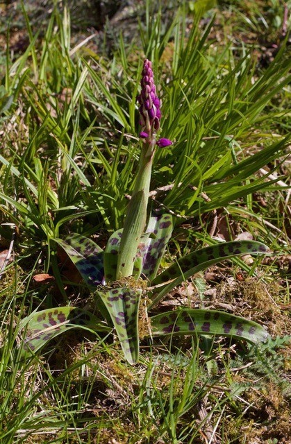 Early Purple Orchid (Orchis mascula), Eaton and Gamston Woods.