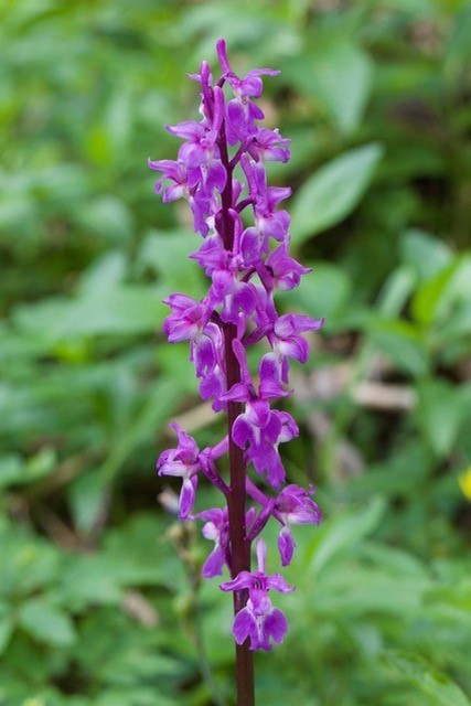 Early-purple Orchid (Orchis mascula), Eaton Wood.