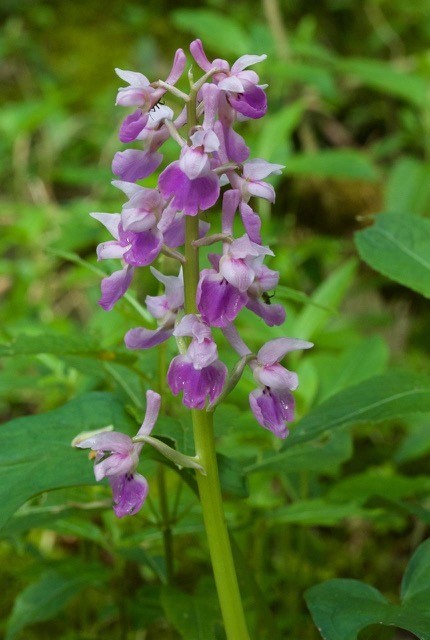 Early-purple Orchid (Orchis mascula), bi-colour form, Eaton Wood.