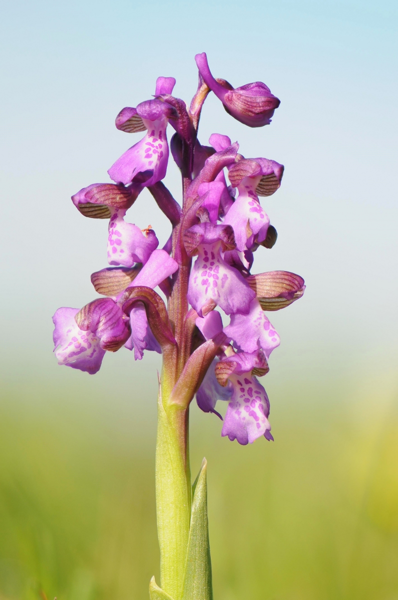 Green-winged Orchid (Orchis morio), Ashton's Meadow, Notts.