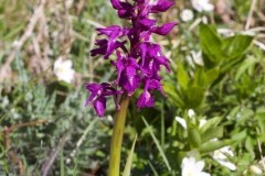 Early-purple Orchid (Orchis mascula), Anston.