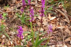 Early-purple Orchid (Orchis mascula), Wadworth Wood.