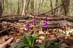 Early -purple Orchid (Orchis mascula), Wadworth Wood.