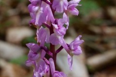 Early-purple Orchid (Orchis mascula), pink form, Eaton Wood.