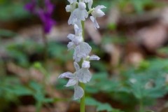 Early-purple Orchid (Orchis mascula), white speckled form, Eaton Wood.