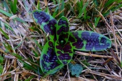 Early-purple Orchid (Orchis mascula), Anston.