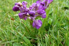 Green-winged Orchid (Orchis morio), Brodsworth Hall Grounds.