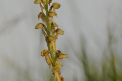 Man Orchid (Aceras anthropophorum), Barnack Hills & Holes NNR, Cambridgeshire.