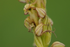 Man Orchid (Aceras anthropophorum), Barnack Hills & Holes NNR, Cambridgeshire.