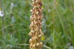Man Orchid (Orchis anthropophora), Lincs.
