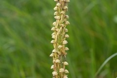 Man Orchid (Orchis anthropophora), Lincs.