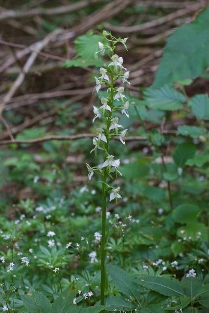 Greater Butterfly Orchid (Platanthera chlorantha), Eaton Wood.