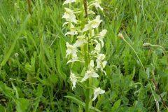Greater Butterfly Orchid (Platanthera chlorantha), Sprotborough.