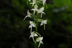Greater Butterfly Orchid (Platanthera chlorantha), Gamston Wood, Notts.