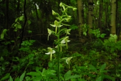 Greater Butterfly Orchid (Platanthera chlorantha), Gamston Wood, Notts.