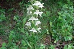 Butterfly Orchid (Platanthera bifolia), Quarry Farm, Sprotbrough.