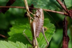 Pholidoptera griseoaptera - Dark Bush Cricket, Chamber’s Farm Wood, Lincs.