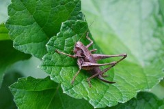 Pholidoptera griseoaptera - Dark Bush Cricket, (female), Twyford Wood, Lincs.