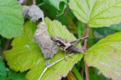 Pholidoptera griseoaptera - Dark Bush Cricket, (male), Twyford Wood, lincs.