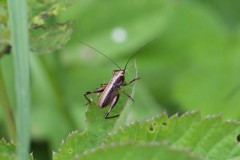 Pholidoptera griseoaptera - Dark Bush Cricket, (nymph), Twyford Wood, lincs.