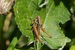 Metrioptera roeselii - Roesel’s Bush Cricket, Chamber’s Farm Wood, Lincs.