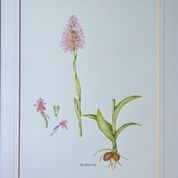 No. 5 Pyramidal Orchid (Anacamptis pyramidalis)