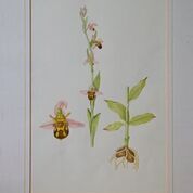 No. 4 Bee Orchid (Ophrys apifera)