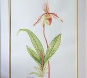 No. 7 Venus Slipper Orchid (Paphiopiopedilum indra)