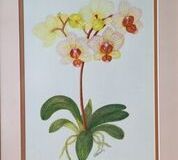 No. 8 Moth Orchid (Phalaeopsis sp.) 'Brother Lancer'