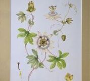 No. 14 Passion Flower Passiflora sp. 1991