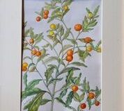 No. 24 Solanum sp. 'Mock Orange'