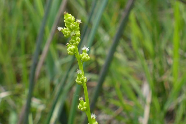 Marsh Arrow-grass (Triglochin palustris), Thorne Moor