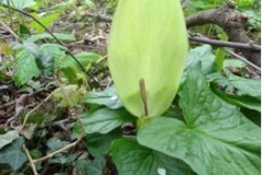 Lords-and-Ladies (Arum maculatum), Sprotbrough Park