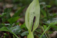 Lords and Ladies (Arum maculatum). Whitwell Wood, Derbyshire.