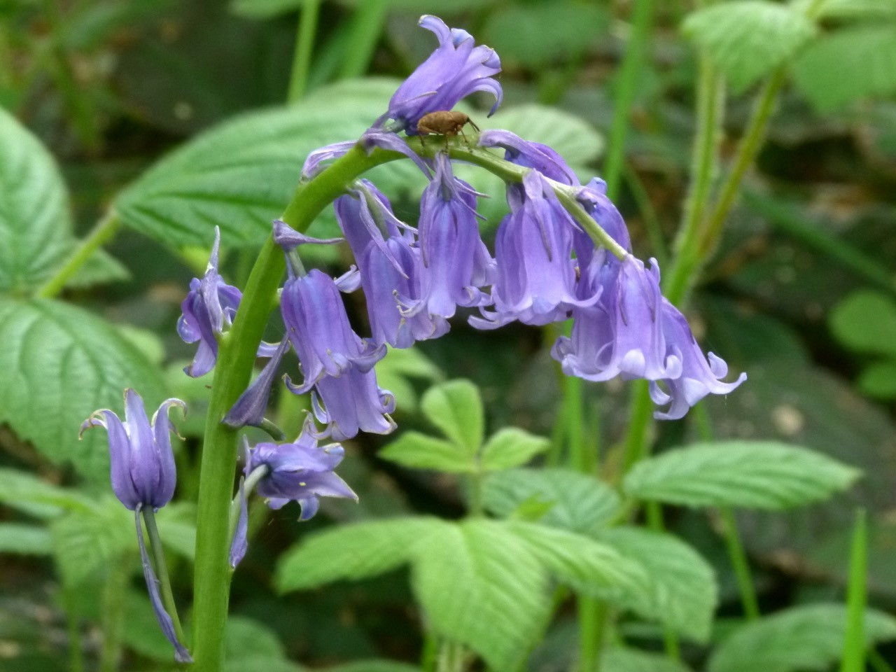 Bluebell (Hyacinthoides non-scripta), Shaw Wood, Armthorpe.