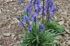 Bluebell (Hyacinthoides non-scripta), Shaw Wood, Armthorpe.