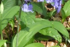 Bluebell (Hyacinthoides non-scripta), Melton Wood.