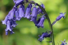 Bluebell (Hyacinthoides non-scripta), Melton Wood.