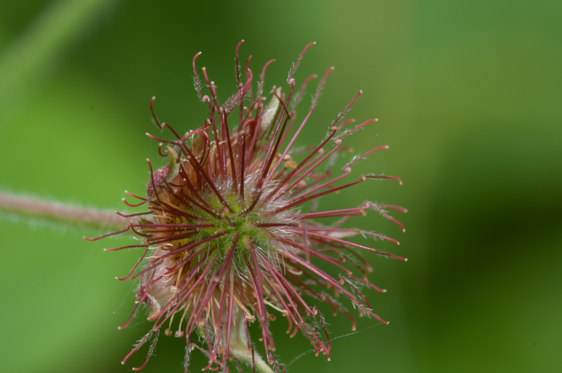 Water Avens (Geum rivale), Gamston Wood, Notts.