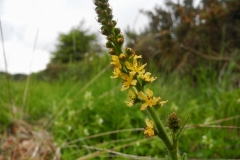 Agrimony (Agrimonia eupatoria), Lindrick Common.