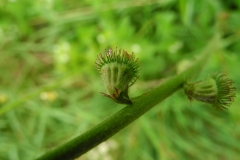 Agrimony (Agrimonia eupatoria), Lindrick Common.