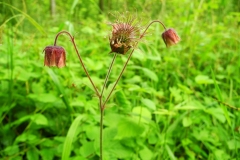 Water Avens (Geum rivale), Gamston Wood, Notts.