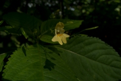 Small Balsam (Impatiens parviflora), NT Clumber Park, Notts.