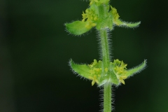 Crosswort (Cruciata laevipes), Lindrick Common.