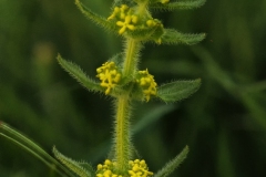 Crosswort (Cruciata laevipes), Anston Stones.