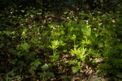 Woodruff (Galium odoratum), Whitwell Wood, Derbyshire