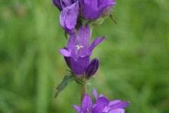 Clustered Bellflower (Campanula glomerata), Hills and Holes nr Marr.