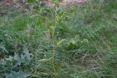 Pale Persicaria (Persicaria lapathifolia), Lindrick Common, Yorkshire.